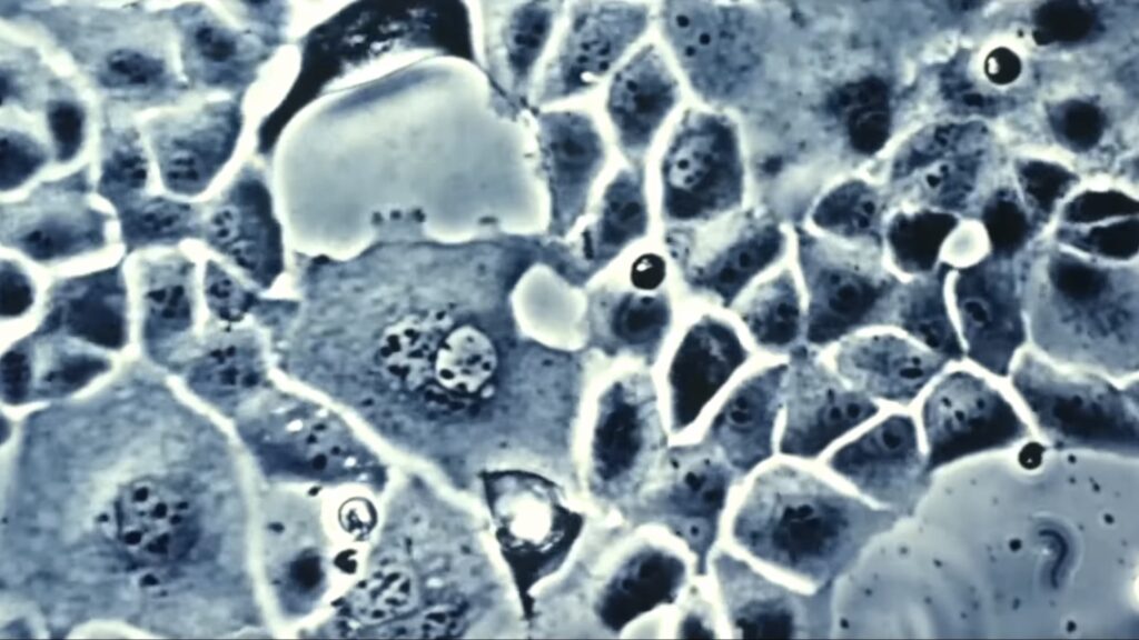 年末年始(正月)に観たいゴジラ映画ランキング・ビオランテ