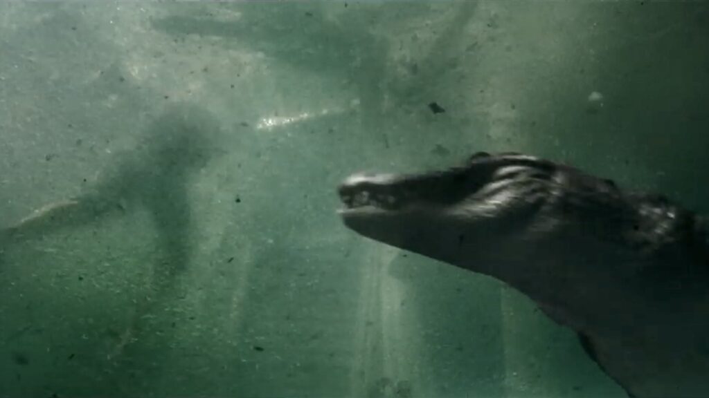 U-NEXTで楽しめるパニック映画・クロール凶暴領域