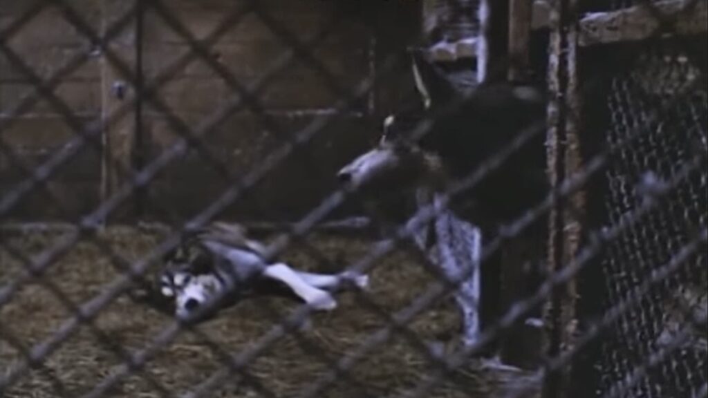 U-NEXTで楽しめるパニック映画・遊星からの物体X